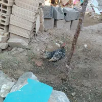 مرغ خروس مینیاتوری|حیوانات مزرعه|جغتای, |دیوار