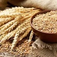 فروش گندم بذر درجه یک