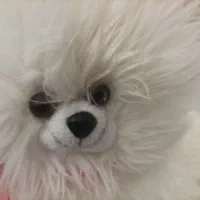 گربه سفید در حد نو فقط ۲۵۰هزار تومن|اسباب‌‌بازی|قزوین, |دیوار