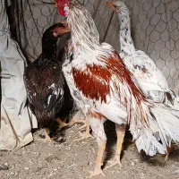 خروس س ت دی|حیوانات مزرعه|ایرانشهر, |دیوار