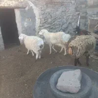 بره چاق|حیوانات مزرعه|سده (خراسان جنوبی), |دیوار
