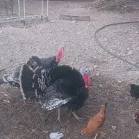 فروش بوقلمون ارگانیک|حیوانات مزرعه|کازرون, |دیوار