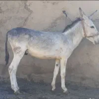 الاغ نر 3سال درجه یک|حیوانات مزرعه|شیراز, شهرک سعدی|دیوار