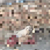 سگ اشپیتز|سگ|اسدآباد, |دیوار