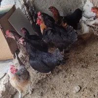 مرغ و خروس