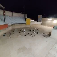 کفتر دم سفید رنگی شهرستانی کبوتر ذاغ دم سفید