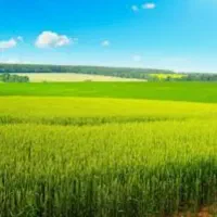زمین نیک نیا210متر