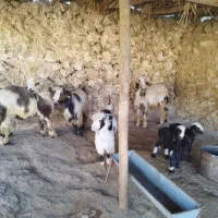 یک راس بره و یک راس بیگ پروار  و یک راس تیشتر|حیوانات مزرعه|مسجد سلیمان, |دیوار