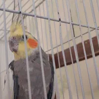 عروس هلندی گل باقالی جوان|پرنده|اندیشه, اندیشه فاز ۵|دیوار