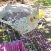 عروس هلندی نر