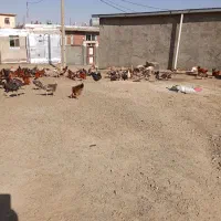 مرغ و خروس|حیوانات مزرعه|دهگلان, |دیوار