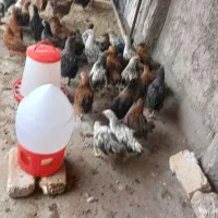 انواع دوتک مرغ