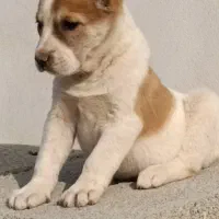 توله الابای در گلستان|سگ|کرمان, |دیوار