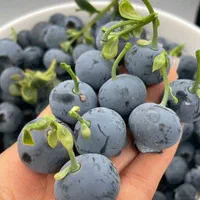 دراگون زیتون پسته بادام سیب اواکادو|خدمات باغبانی و درختکاری|بوشهر, |دیوار