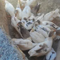 غاز|حیوانات مزرعه|برخوار, |دیوار