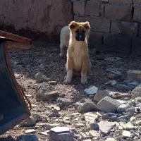 توله افغانی اصیل