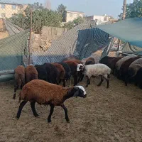 فروش بره نر