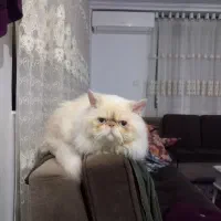 فروش گربه پرشین