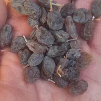 فروش کشمش آفتابی درشت و تیزابی وفخری