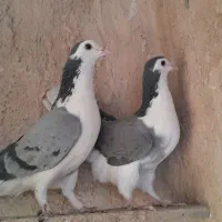 ماده خرقه گلین طوقی|پرنده|اصفهان, شاهزید|دیوار