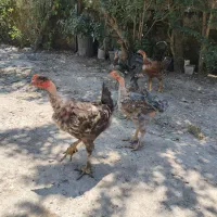 فروش انواع جوجه