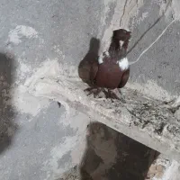 آلابوغازمایا