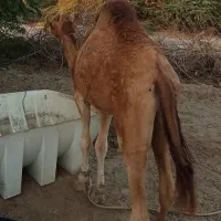 شتر نر دو سال . ماده اوس