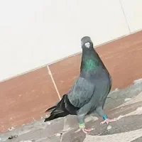 سبز ابادانی اصیل