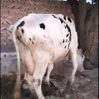 گاو هلشتاین صنعتی