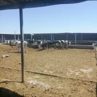 فروش گاوداری|فروش دفتر صنعتی، کشاورزی، تجاری|رضویه, |دیوار