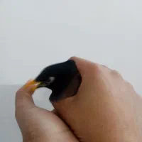 مینا سخنگو 2 ساله|پرنده|مشهد, خواجه ربیع|دیوار