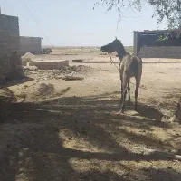 اسب مادیان همراه کره نر مدرک دار نصف قیمت