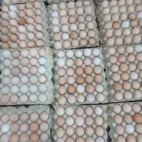 تخم مرغ محلی روز . روزانه ۲۵۰ عدد موجود