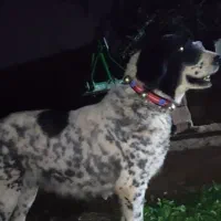 قدرجونی اصیل