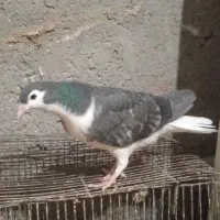 کبوتر دمگیر
