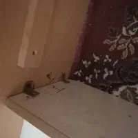 تخت خواب ام دی ام بچه با تشک|تخت و صندلی بچه|شوش, |دیوار