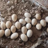 تخم نطفه دار غاز