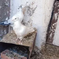 دو عدد جنگ نر و جوجه برا دستی کردن