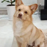 پامر اشپیتز