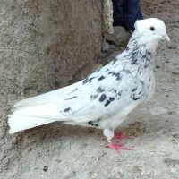 لیلک الماسی