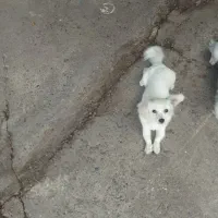 سگ نژاداشپیتس|سگ|رشت, جانبازان|دیوار