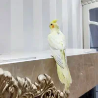 عروس هلندی|پرنده|اندیشه, اندیشه فاز ۳|دیوار