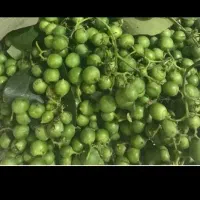 پوهیل جهت ترشی کیلویی ۵۰ تومن