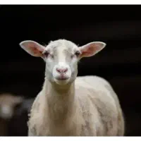 گوسفند