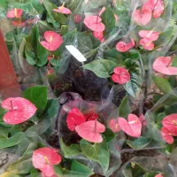 انواع گیاهان گل دار فصلی و چهارفصل|گل و گیاه طبیعی|رشت, حمیدیان|دیوار