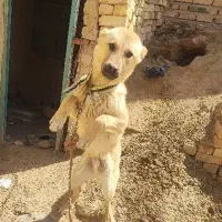 وا گذاری تول سگ دو رگه