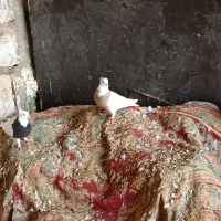 کبوتر طوقی|پرنده|وراوی, |دیوار