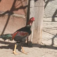 لاری|حیوانات مزرعه|نمشیر, |دیوار