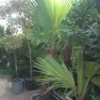 باغبانی تخصصی .سم پاشی.افت شناسی. کاشت درخت|خدمات باغبانی و درختکاری|اصفهان, پارک مشتاق|دیوار