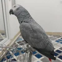 کاسکو رام و دستی و کلام دار بدون گاز گرفتن|پرنده|خورموج, |دیوار